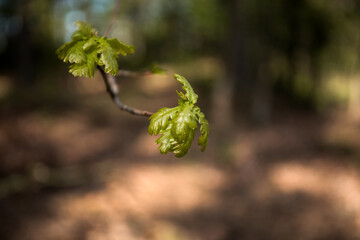 liść dębu