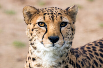 cheetah in serengeti national park tanzania africa