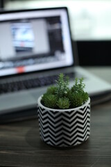 artificial plant,for interior decoration, with laptop as a background