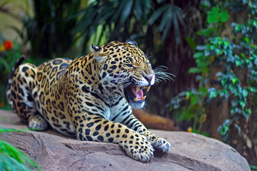 close up of a leopard roaring
