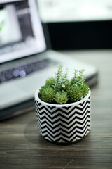 Artificial plant, little plant in the pot, for interior table decorating, with background laptop