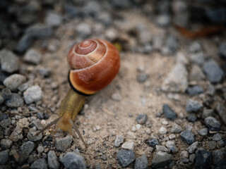 Snail