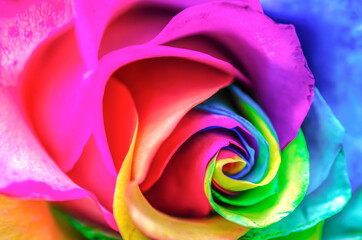 Fototapeta na wymiar Rainbow Flower