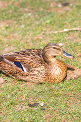 Female Mallard wild duck (Stockente, Anas platyrhynchos)