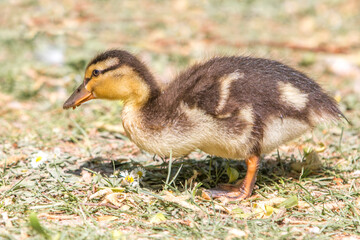 Mallard chick wild duck (Stockente, Anas platyrhynchos)