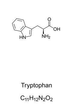 Tryptophan, skeletal formula and structure. L-Tryptophan, an essential amino acid used in biosynthesis of proteins. A precursor to serotonin and melatonin. Structural formula. Illustration. Vector.
