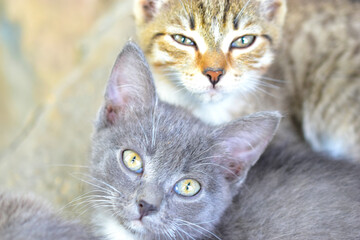 Three colorful beautiful kittens look at the camera