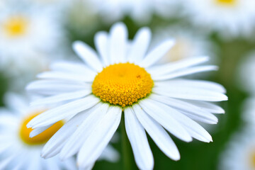 Fototapeta premium Beautiful white daisies in the field and individual flowers