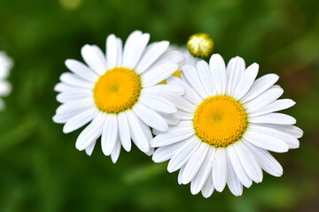 Beautiful white daisies in the field and individual flowers