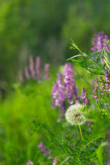 purple flowers in the garden