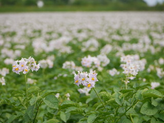 Potato field with full of pretty flowers 