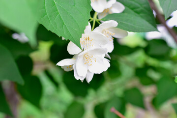 White Jasmine flowers on a green Bush in summer