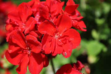 Macro de flores rojas de geranio (Pelargonium zonale)
