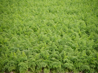 Carrots in a field