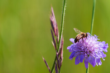 Wiesenblume mit Biene