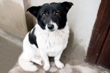 black and white dog with beautiful eyes on the street near the house