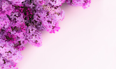 Lilac flowers on a white background. Copy space.