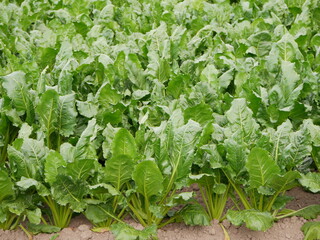 Sugar beets in a field