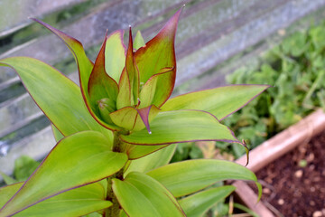 Lilium Green Bud 02