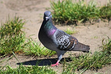 Thoughtful Pigeon 