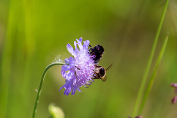 Wiesenblume mit Hummel