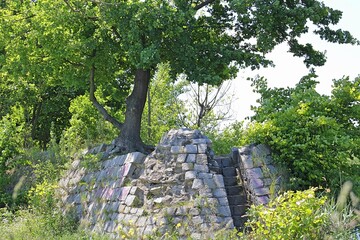 Tree on a stone wall © dendodyd