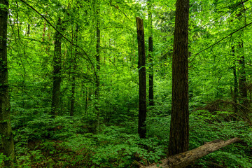 green forest in the morning