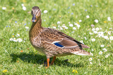 Female Mallard wild duck (Stockente, Anas platyrhynchos)