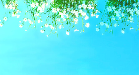 White wildflowers on blue background. Summer Equinox Day or Solstice. Creative copy space for positive mood.
