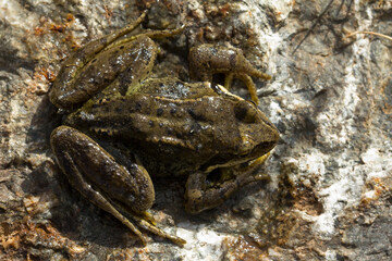 Red frog, common frog, temporary frog, sunbathing