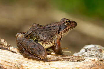 Rana bermeja (rana temporaria), rana sobre el tronco con fondo difuminado.