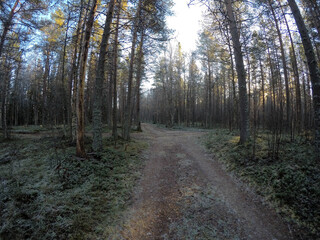 dirt road in massive dense pine tree forest in cold late autumn morning
