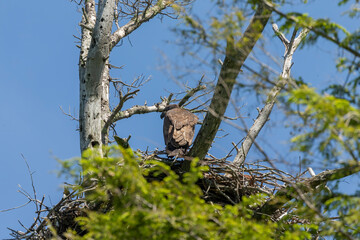 Young bald eagle on the nest. Natural scene from Wisconsin state park.
