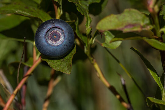 Huckleberry On A Leafy Bush