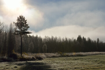 early morning fog over field and forest in early morning
