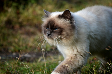 Naklejka na ściany i meble beautiful azure blue eyed cat prowling in green vegetation