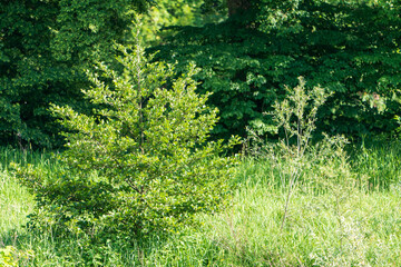 Kleiner Baum am Waldrand