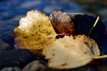 beautiful autumn leaves in cold river water