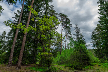 trees in the forest