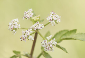Apium nudiflorum fools water cress edible plant with green leaves and small white flowers on green background