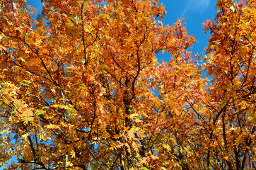 Fototapeta na wymiar strong vibrant colors on rowan tree in late autumn