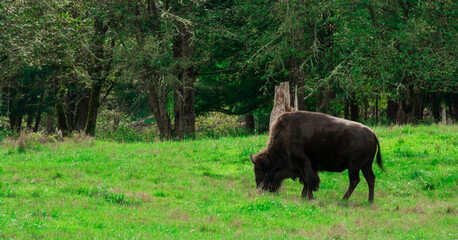 Fototapeta na wymiar American Bison (Bison bison, American buffalo) grazing in field distant