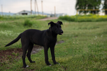 a dark dog stands on the green grass and looks to the right