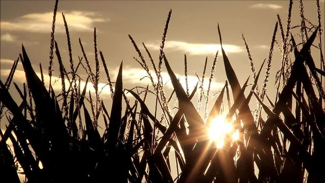 maize field at sunrise, background
