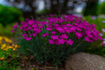 Obraz premium pink flowers in the garden