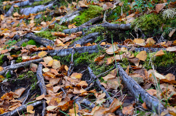 beautiful wild footpath covered with fallen autumn leaves and old tree roots