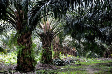 Palm oil tree in palm oil plantation in West Kalimantan, Borneo, Indonesia