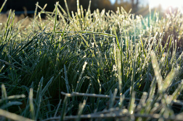 frost and rime covered grass in morning sunshine