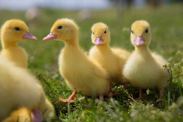 4 small yellow ducklings sitting on the grass