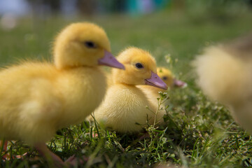 six little yellow ducklings sit on the green grass and look at me